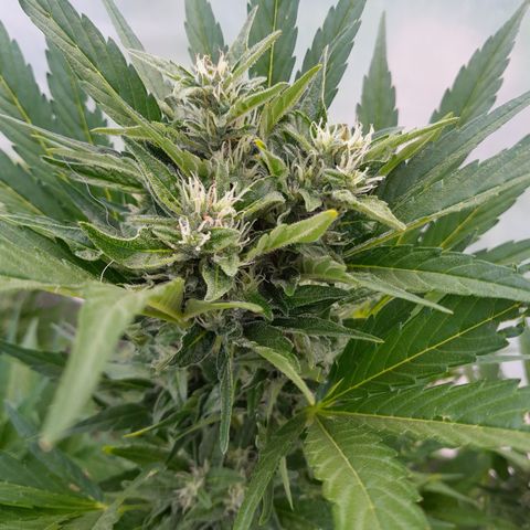 Purple Queen Automatic growlog timeline photo