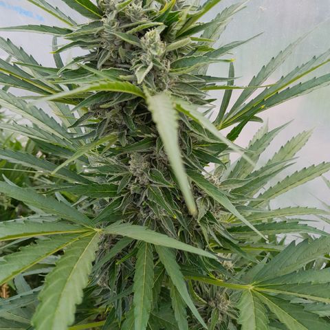 Do-Si-Dos Automatic growlog timeline photo