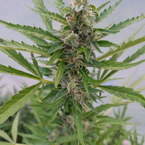 Triple G Automatic growlog timeline photo