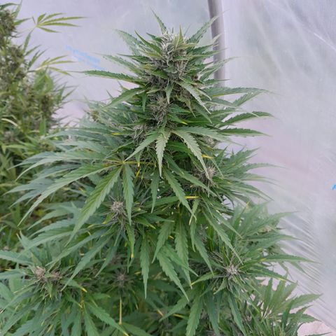 Mimosa Automatic growlog timeline photo
