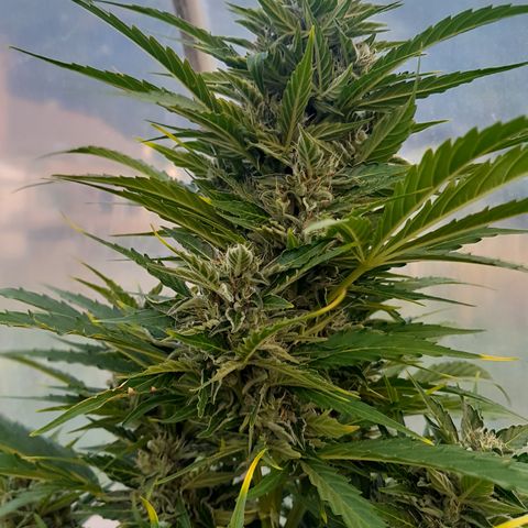 Mimosa Automatic growlog timeline photo