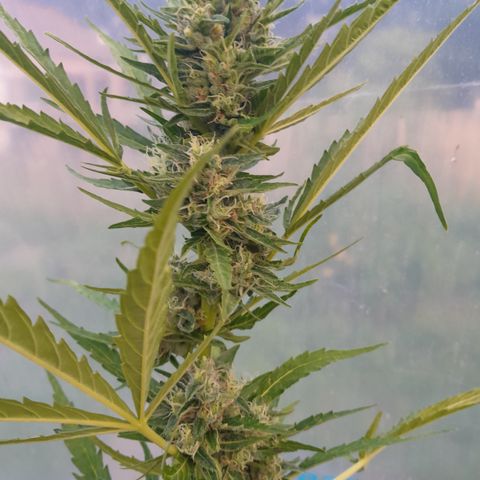 Triple G Automatic growlog timeline photo