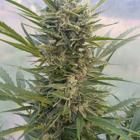 Do-Si-Dos Automatic growlog timeline photo