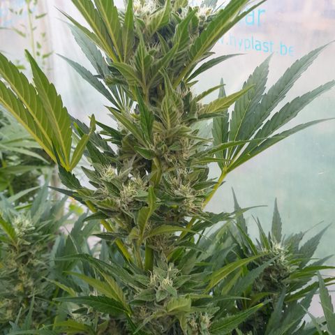 Purple Queen Automatic growlog timeline photo