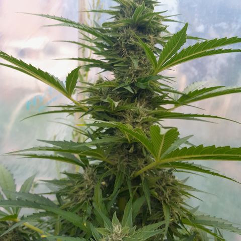 Blue Berry Autoflowering growlog timeline photo