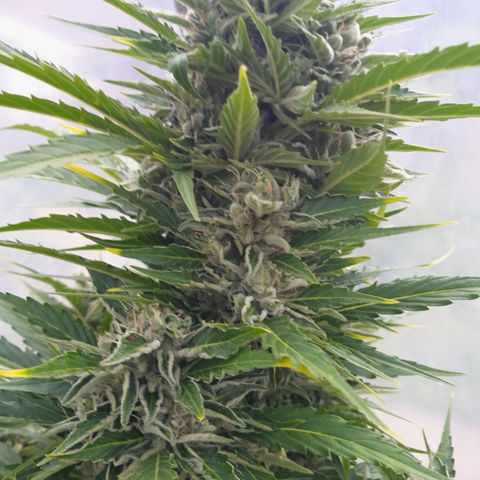 Mimosa Automatic growlog timeline photo