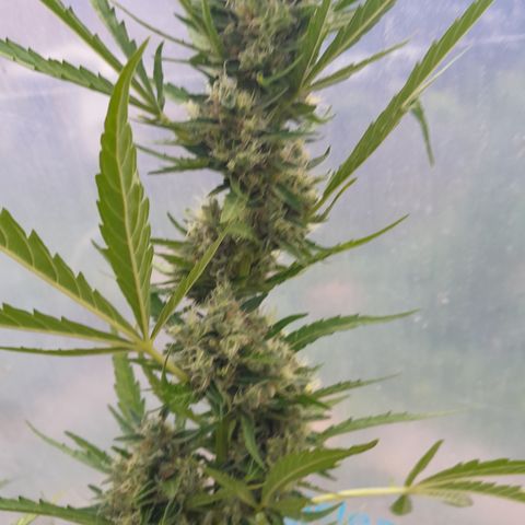Triple G Automatic growlog timeline photo