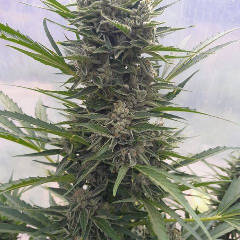 Do-Si-Dos Automatic growlog timeline photo
