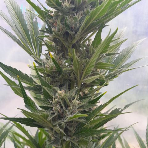 Purple Queen Automatic growlog timeline photo