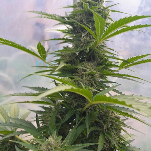 Blue Berry Autoflowering growlog timeline photo