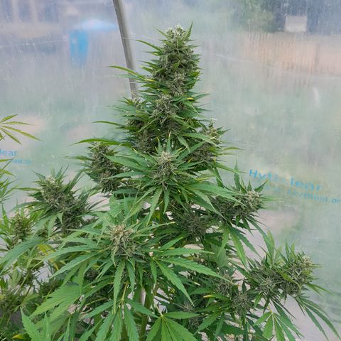 Mimosa Automatic growlog timeline photo