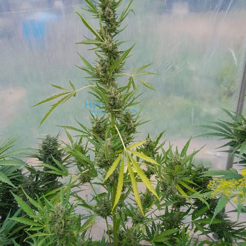 Triple G Automatic growlog timeline photo