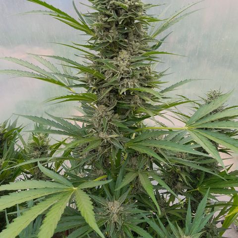 Do-Si-Dos Automatic growlog timeline photo