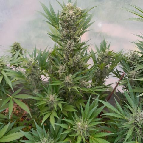 Purple Queen Automatic growlog timeline photo