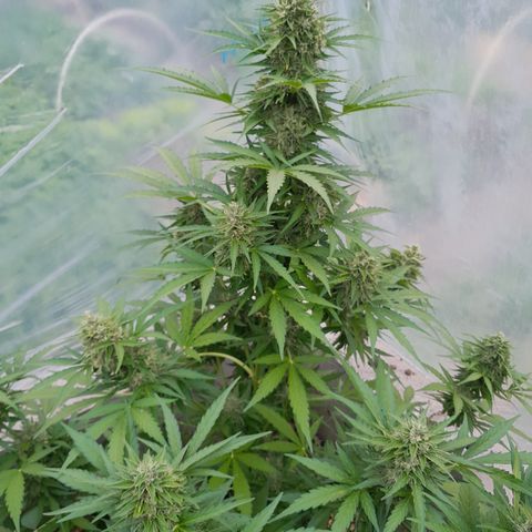 Blue Berry Autoflowering growlog timeline photo