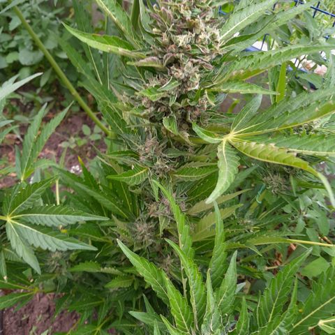 Purple Punch Automatic growlog timeline photo
