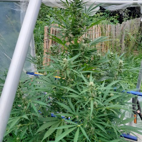 Dosidos x Runtz growlog timeline photo