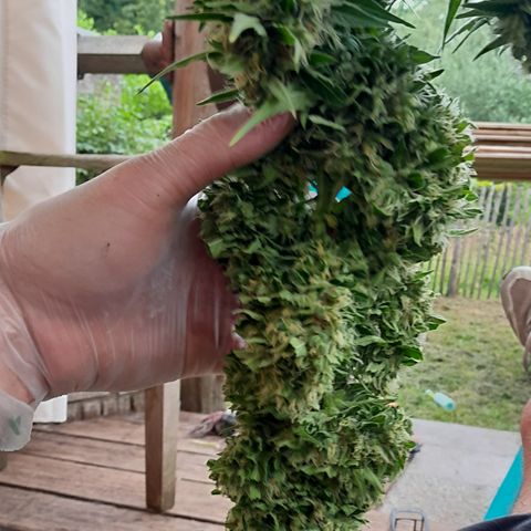 Blue Berry Autoflowering growlog timeline photo