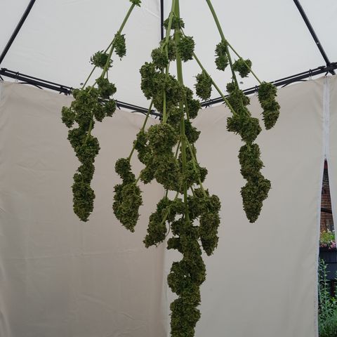 Blue Berry Autoflowering growlog timeline photo