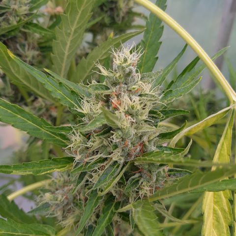 Triple G Automatic growlog timeline photo