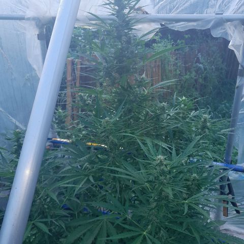 Dosidos x Runtz growlog timeline photo