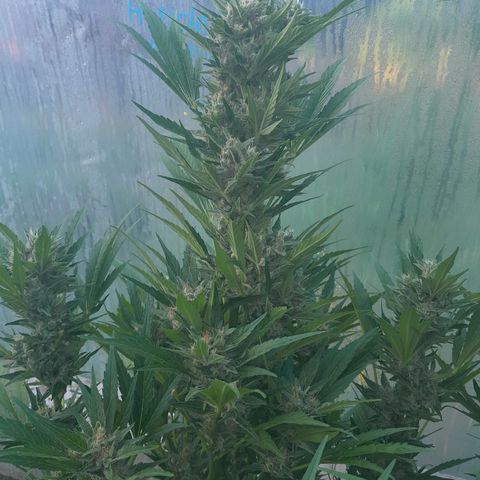 Purple Queen Automatic growlog timeline photo