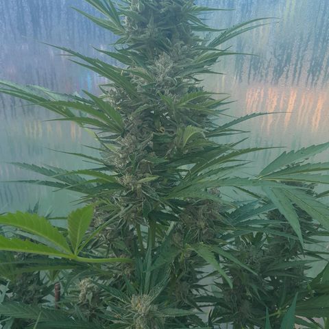 Do-Si-Dos Automatic growlog timeline photo