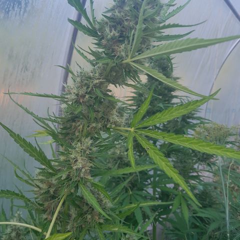 Triple G Automatic growlog timeline photo