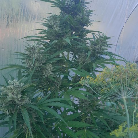 Mimosa Automatic growlog timeline photo