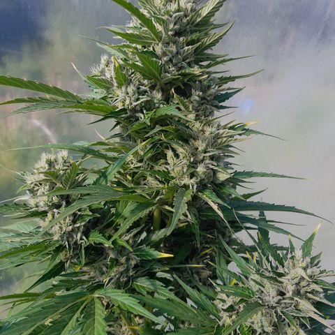 Mimosa Automatic growlog timeline photo