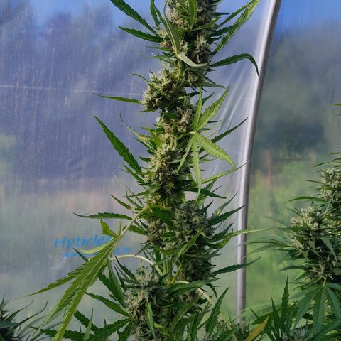 Triple G Automatic growlog timeline photo