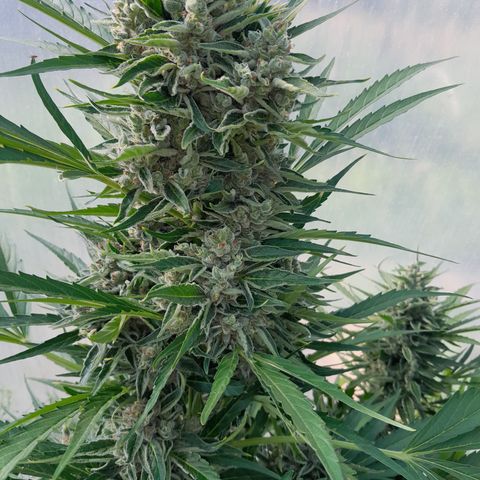 Do-Si-Dos Automatic growlog timeline photo