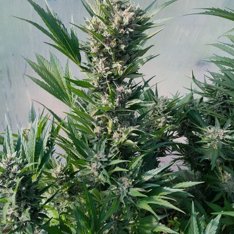Purple Queen Automatic growlog timeline photo
