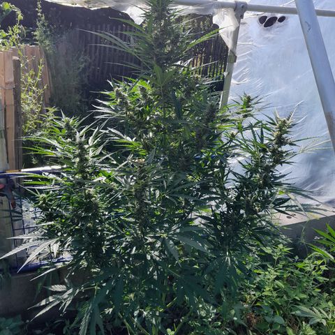 Dosidos x Runtz growlog timeline photo