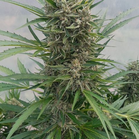 Do-Si-Dos Automatic growlog timeline photo