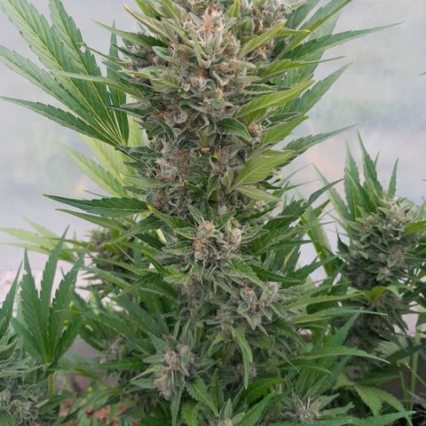 Purple Queen Automatic growlog timeline photo