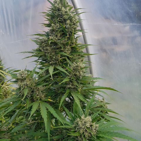 Mimosa Automatic growlog timeline photo