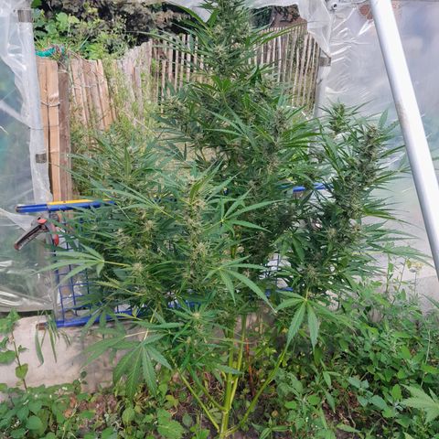Dosidos x Runtz growlog timeline photo