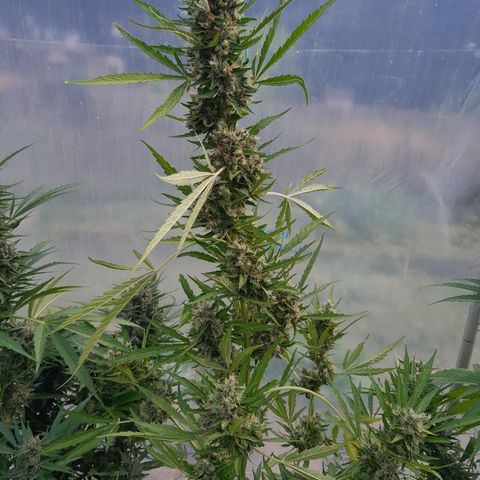 Triple G Automatic growlog timeline photo