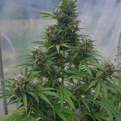 Mimosa Automatic growlog timeline photo