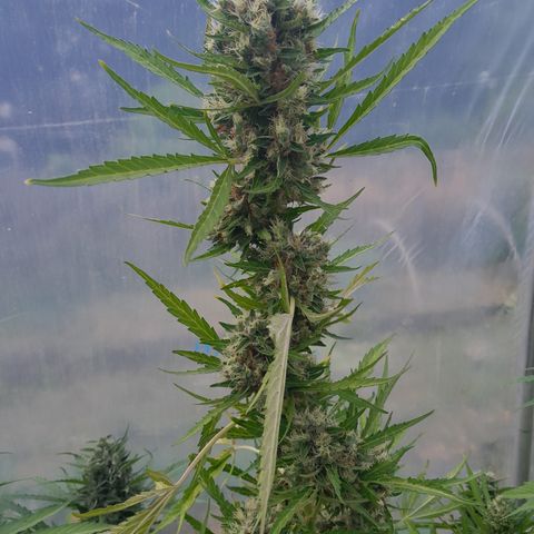 Triple G Automatic growlog timeline photo