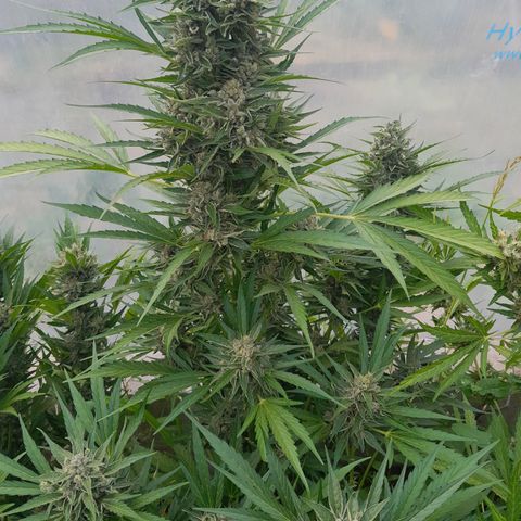Do-Si-Dos Automatic growlog timeline photo