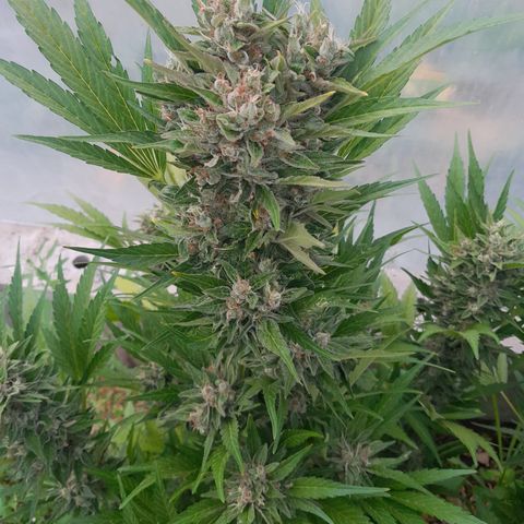 Purple Queen Automatic growlog timeline photo