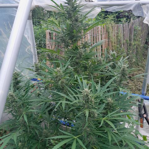 Dosidos x Runtz growlog timeline photo