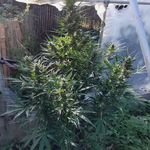 Dosidos x Runtz growlog timeline photo