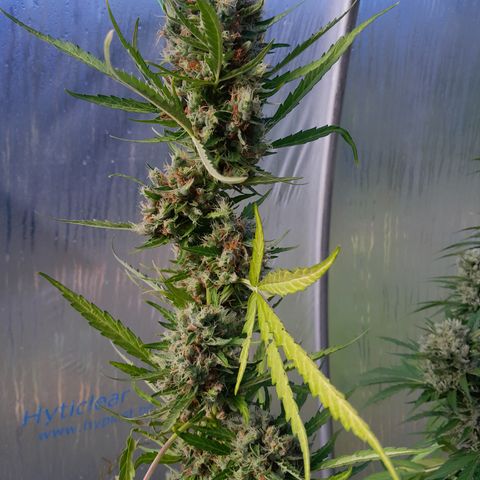 Triple G Automatic growlog timeline photo