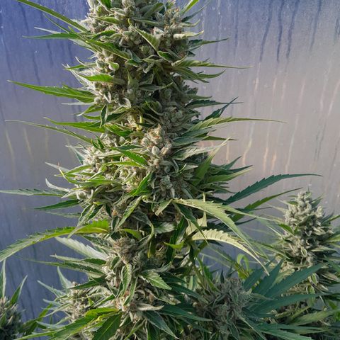 Do-Si-Dos Automatic growlog timeline photo