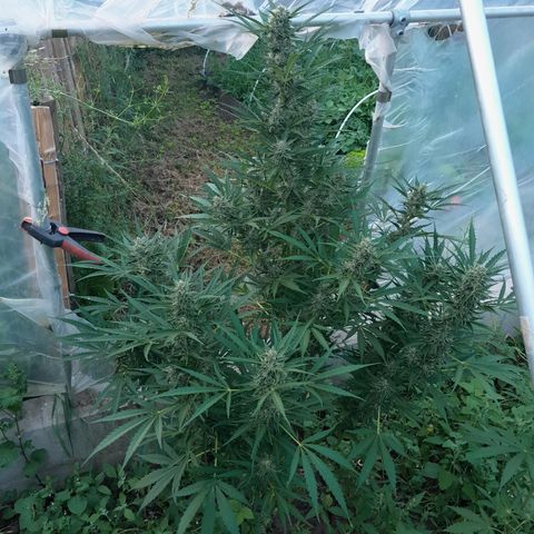 Dosidos x Runtz growlog timeline photo