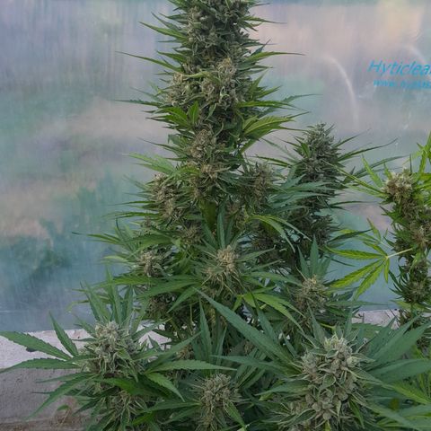 Do-Si-Dos Automatic growlog timeline photo
