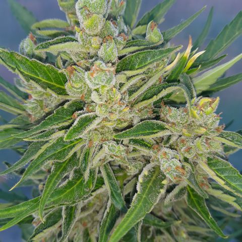 Do-Si-Dos Automatic growlog timeline photo